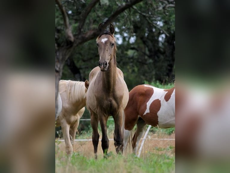 Akhal-Teke Étalon 2 Ans 160 cm Buckskin in Baulon