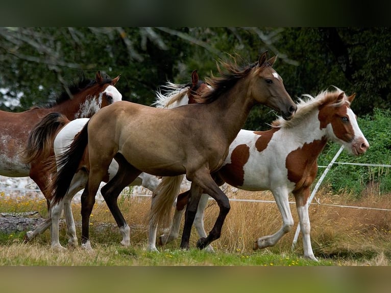 Akhal-Teke Étalon 2 Ans 160 cm Buckskin in Baulon