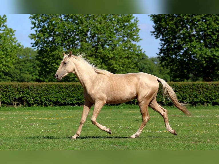 Akhal-Teke Étalon 2 Ans 162 cm Palomino in goven