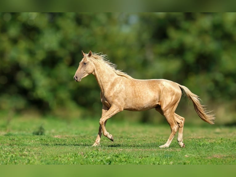 Akhal-Teke Étalon 2 Ans 162 cm Palomino in goven