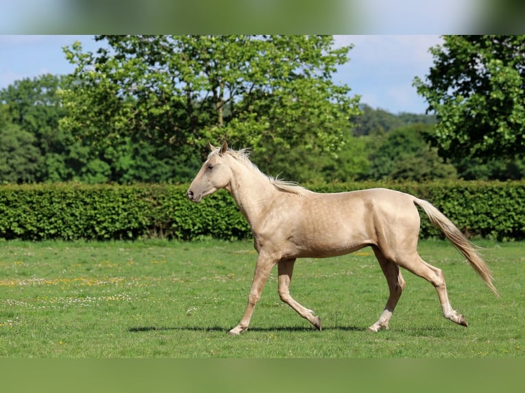 Akhal-Teke Étalon 2 Ans 162 cm Palomino in goven