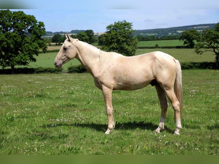 Akhal-Teke Étalon 2 Ans 162 cm Palomino in goven