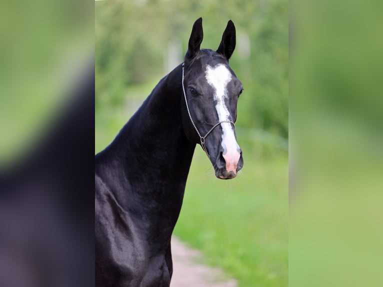 Akhal-Teke Étalon 2 Ans Noir in &#1057;&#1072;&#1085;&#1082;&#1090;-&#1055;&#1077;&#1090;&#1077;&#1088;&#1073;&#1091;&#1088;&#1075;