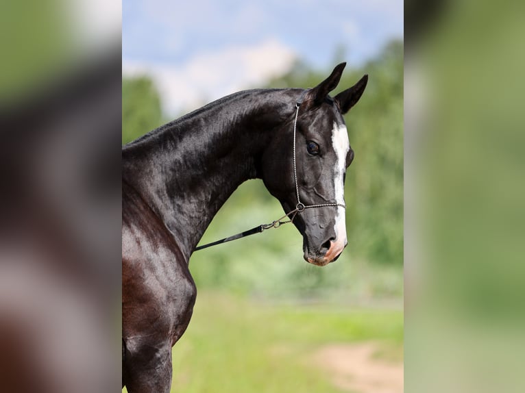 Akhal-Teke Étalon 2 Ans Noir in &#1057;&#1072;&#1085;&#1082;&#1090;-&#1055;&#1077;&#1090;&#1077;&#1088;&#1073;&#1091;&#1088;&#1075;