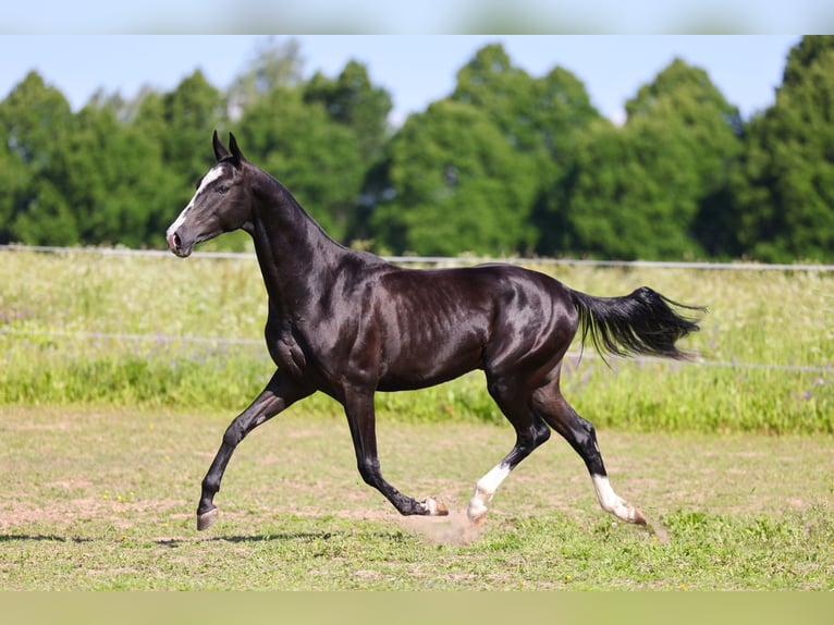 Akhal-Teke Étalon 2 Ans Noir in &#1057;&#1072;&#1085;&#1082;&#1090;-&#1055;&#1077;&#1090;&#1077;&#1088;&#1073;&#1091;&#1088;&#1075;