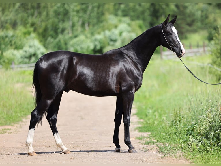 Akhal-Teke Étalon 2 Ans Noir in &#1057;&#1072;&#1085;&#1082;&#1090;-&#1055;&#1077;&#1090;&#1077;&#1088;&#1073;&#1091;&#1088;&#1075;