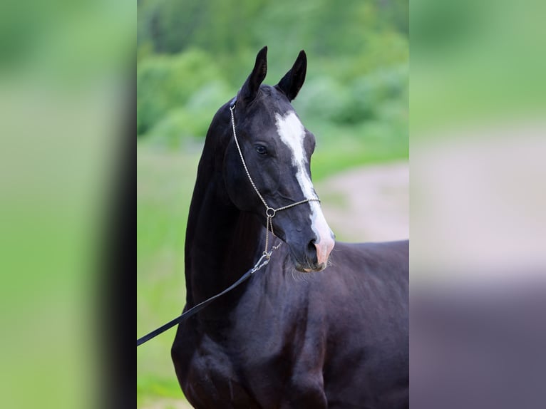 Akhal-Teke Étalon 2 Ans Noir in &#1057;&#1072;&#1085;&#1082;&#1090;-&#1055;&#1077;&#1090;&#1077;&#1088;&#1073;&#1091;&#1088;&#1075;