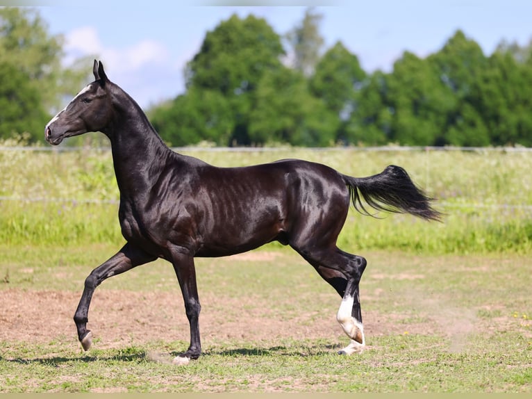 Akhal-Teke Étalon 2 Ans Noir in &#1057;&#1072;&#1085;&#1082;&#1090;-&#1055;&#1077;&#1090;&#1077;&#1088;&#1073;&#1091;&#1088;&#1075;