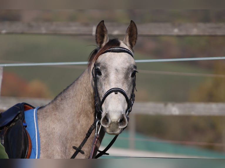 Akhal-Teke Étalon 3 Ans 158 cm Gris in Kisbér