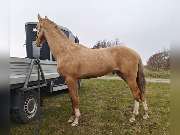 Akhal-Teke Étalon 3 Ans 160 cm Palomino in Mørkøv