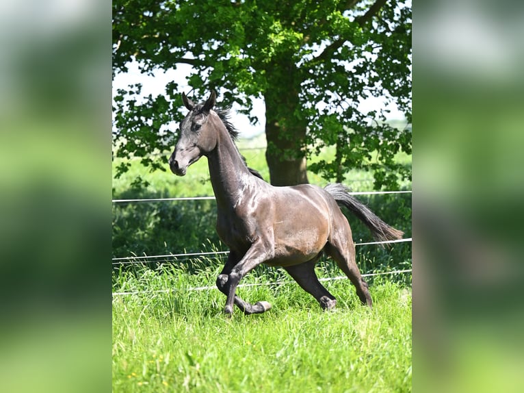 Akhal-Teke Étalon 3 Ans Bai brun foncé in Ovelgönne