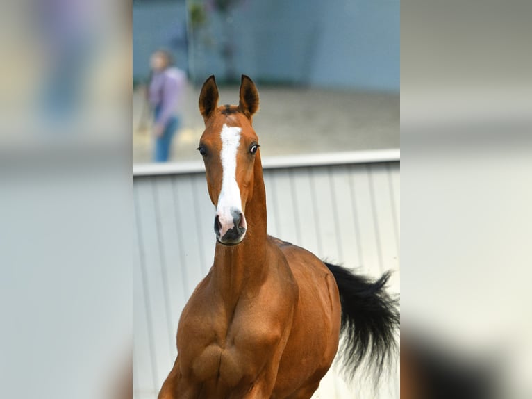 Akhal-Teke Étalon 3 Ans Bai in Ovelgönne