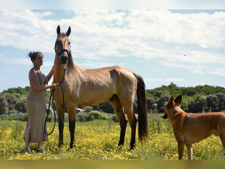 Akhal-Teke Étalon 4 Ans 149 cm Isabelle in Bretignolles-sur-Mer