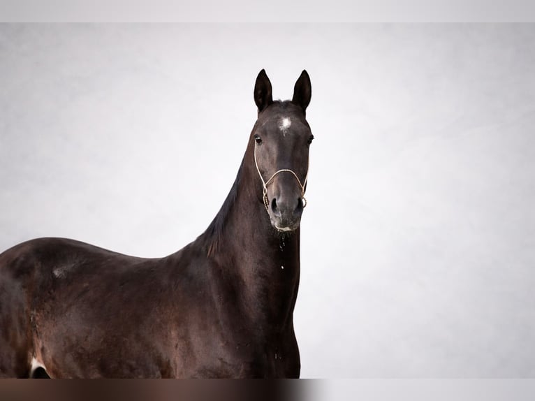 Akhal-Teke Étalon 4 Ans 161 cm Noir in Ovelgönne