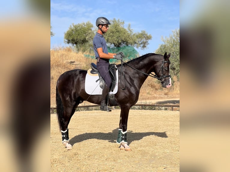 Akhal-Teke Étalon 4 Ans 162 cm Noir in Malaga