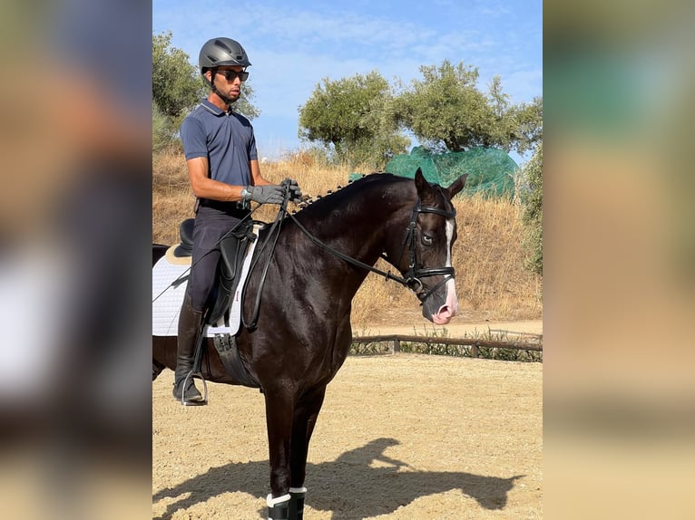Akhal-Teke Étalon 4 Ans 162 cm Noir in Malaga