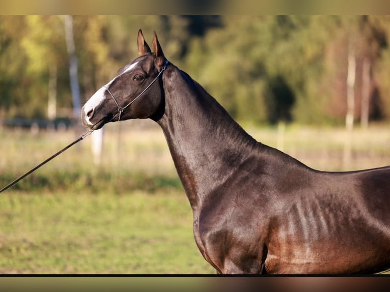 Akhal-Teke Étalon 5 Ans 162 cm Noir in Arischia