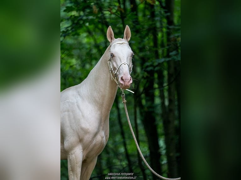 Akhal-Teke Étalon 8 Ans 155 cm Perlino in Klatovy