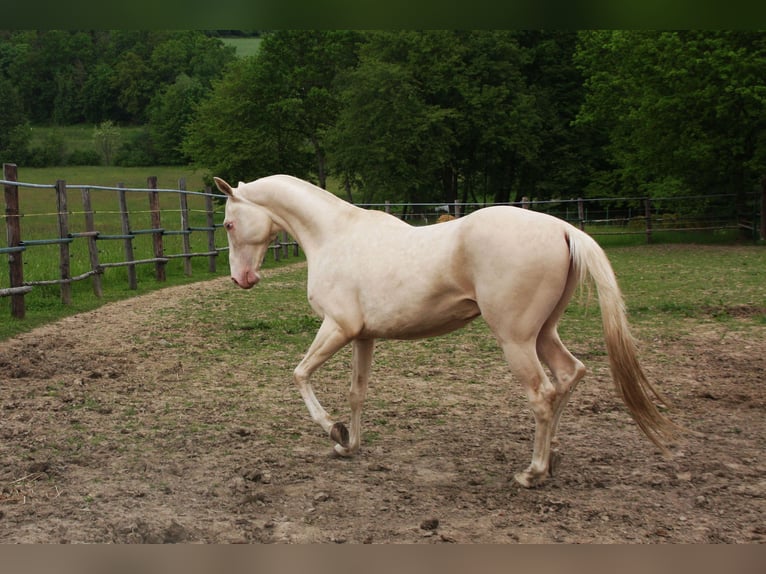 Akhal-Teke Étalon 8 Ans 155 cm Perlino in Klatovy