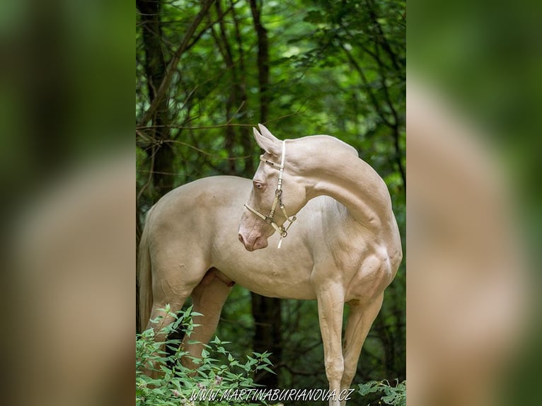 Akhal-Teke Étalon 8 Ans 155 cm Perlino in Klatovy