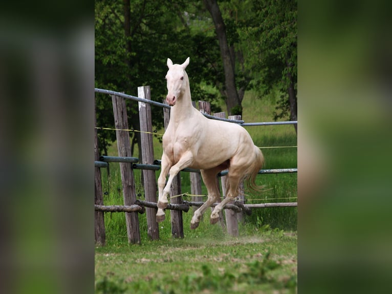 Akhal-Teke Étalon 8 Ans 155 cm Perlino in Klatovy