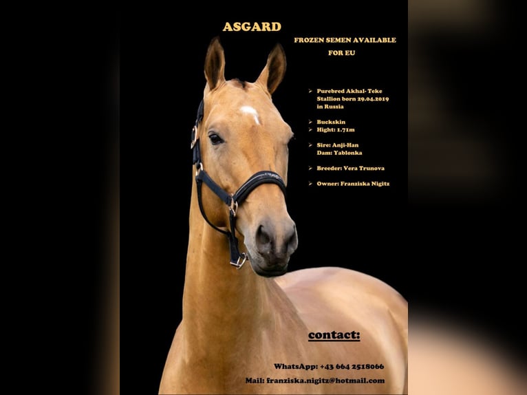 Akhal-Teke Étalon Buckskin in Graz