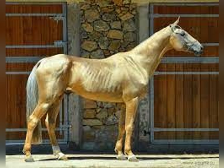 Akhal-Teke Étalon Palomino in GOVEN