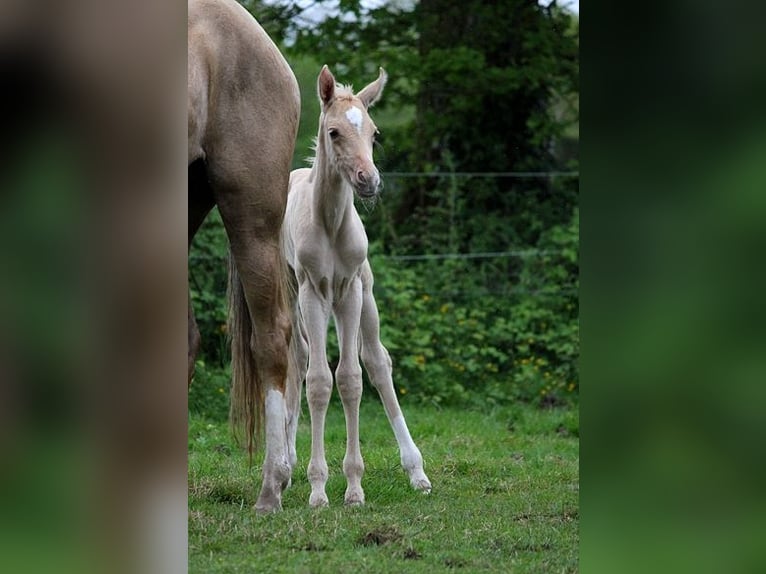 Akhal-Teke Étalon Poulain (01/2024) 160 cm Palomino in GOVEN