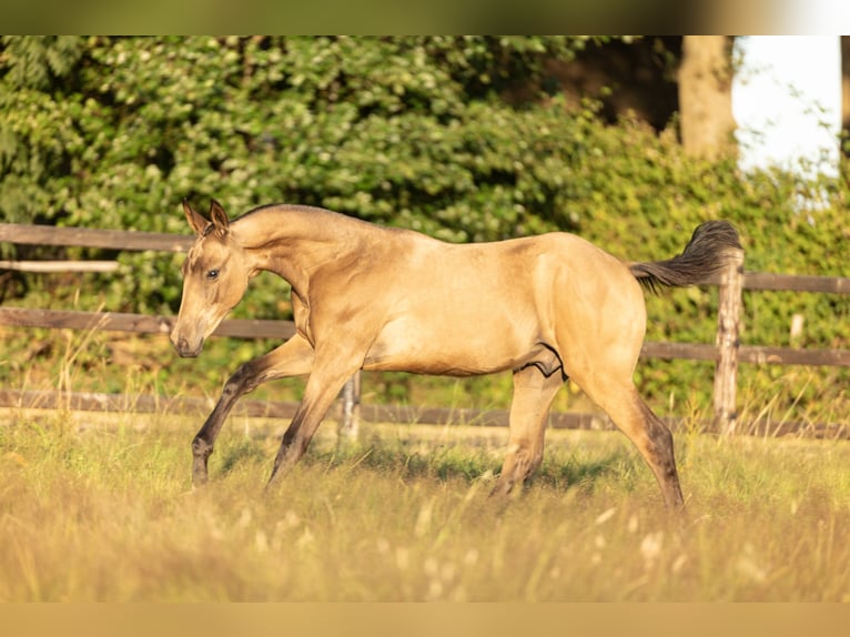 Akhal-Teke Étalon Poulain (03/2025) 163 cm Buckskin in Schoonebeek