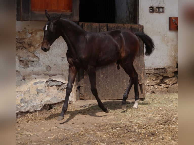 Akhal-Teke Étalon Poulain (01/2024) Bai brun in Humpolec