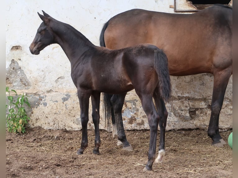 Akhal-Teke Étalon Poulain (01/2024) Bai brun in Humpolec