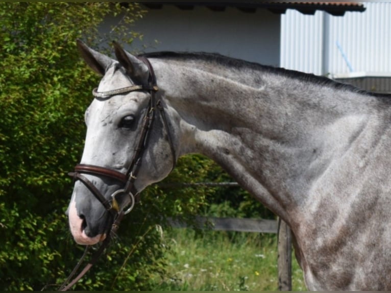 Akhal Teke Gelding 10 years 16 hh Gray Dapple in W rzburg