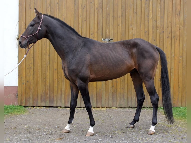 Akhal-Teke Gelding 13 years 15.2 hh Bay-Dark in Lautertal