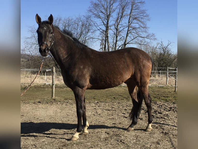 Akhal-Teke Gelding 13 years 15,2 hh Bay-Dark in Lautertal