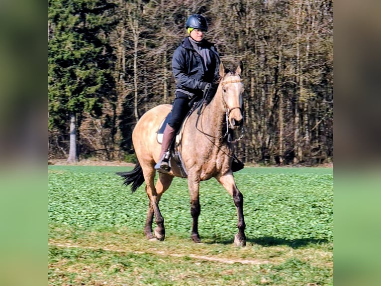 Akhal-Teke Gelding 16 years 15.2 hh Buckskin in Leutenbach
