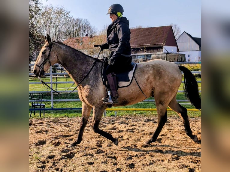 Akhal-Teke Gelding 16 years 15,2 hh Buckskin in Leutenbach