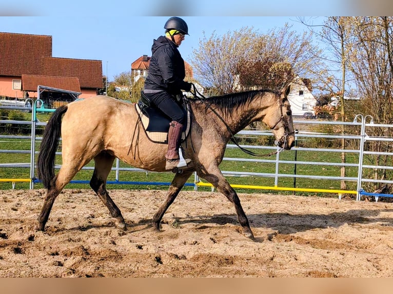 Akhal-Teke Gelding 16 years 15,2 hh Buckskin in Leutenbach