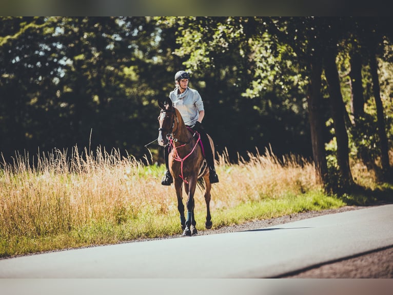 Akhal-Teke Gelding 16 years 16 hh Brown in M&#xFC;lheim an der Ruhr