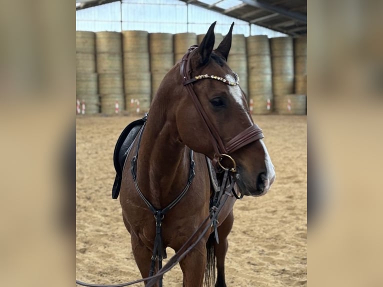Akhal-Teke Gelding 16 years 16 hh Brown in M&#xFC;lheim an der Ruhr