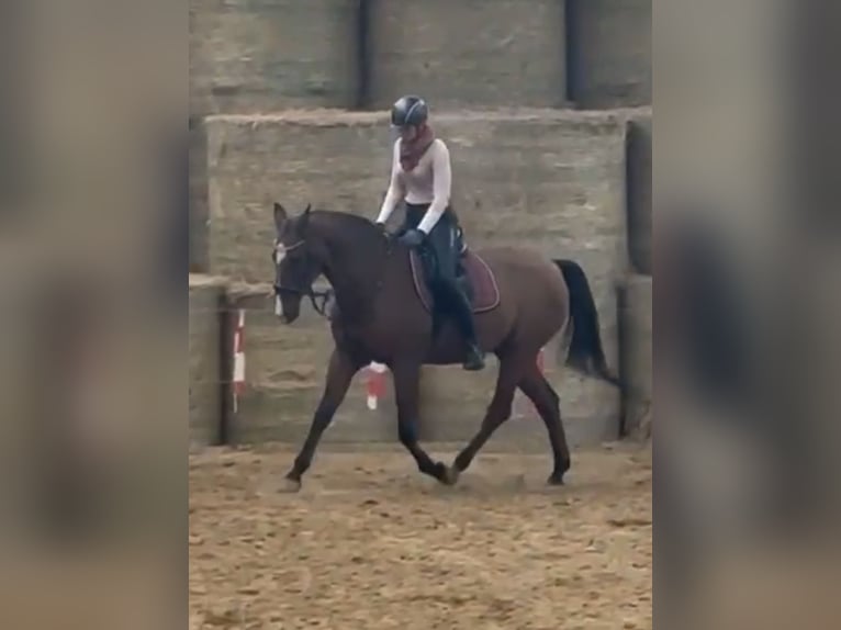 Akhal-Teke Gelding 16 years 16 hh Brown in M&#xFC;lheim an der Ruhr