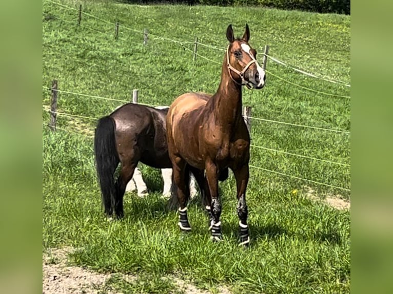 Akhal-Teke Gelding 16 years 16 hh Brown in M&#xFC;lheim an der Ruhr