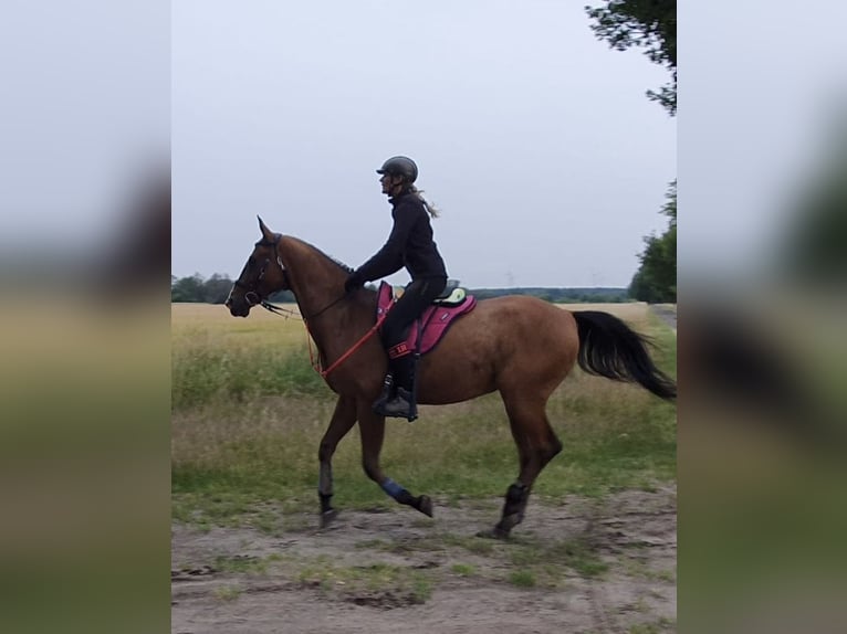 Akhal-Teke Gelding 16 years 16 hh Brown in M&#xFC;lheim an der Ruhr