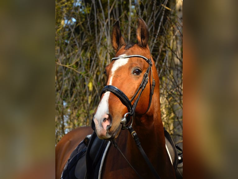 Akhal-Teke Gelding 16 years 16 hh Brown-Light in Alpen