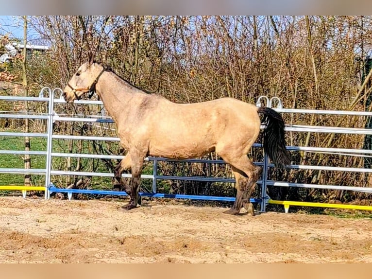 Akhal-Teke Gelding 16 years 16 hh Buckskin in Leutenbach