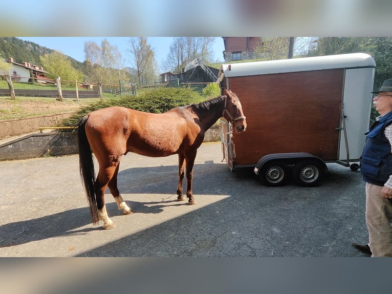 Akhal-Teke Gelding 17 years 15.3 hh Chestnut-Red in Songavazzo