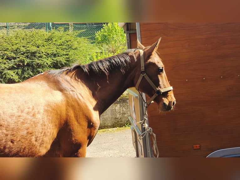 Akhal-Teke Gelding 17 years 15,3 hh Chestnut-Red in Songavazzo