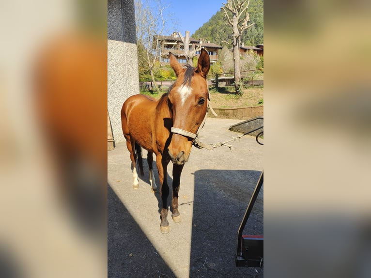 Akhal-Teke Gelding 17 years 15,3 hh Chestnut-Red in Songavazzo