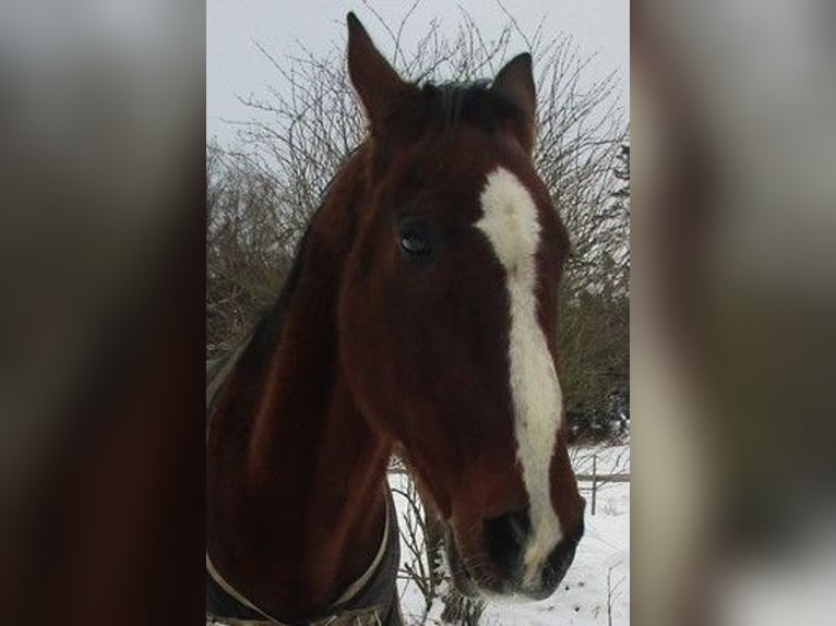 Akhal-Teke Gelding 19 years 15,2 hh Brown in Gelnhausen