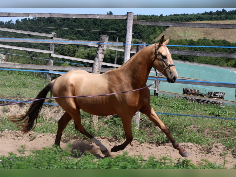 Akhal-Teke Gelding 3 years 15,3 hh Buckskin in Kisb&#xE9;r