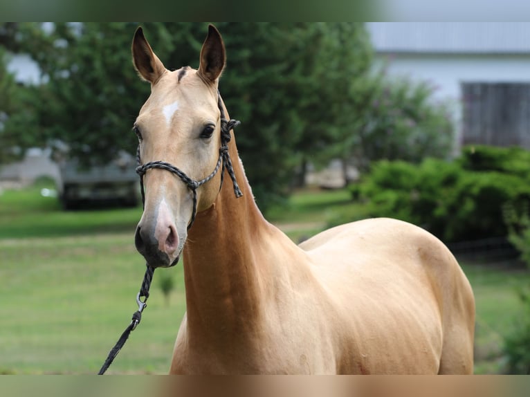 Akhal-Teke Gelding 4 years 15.3 hh Buckskin in Kisbér